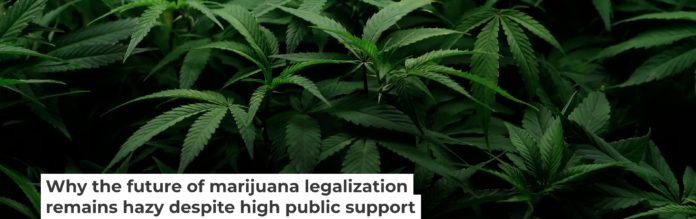 Cannabis plants are seen at Harborside Oakland Dispensary on Aug. 11, 2025, in Oakland, Calif. Justin Sullivan/Getty Images